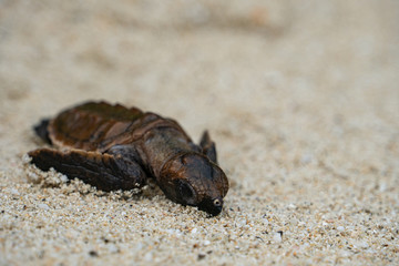 Baby turtle on the beach on its way into the ocean after hattching