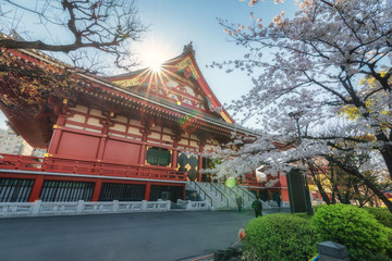 View of Sensoji temple (Asakusa) in sakura full blooms period in Tokyo, Japan.