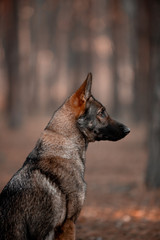 Beautiful German shepherd in the autumn forest