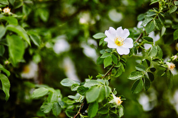 Beautiful spring briar twig (dog rose or rosehip), it can be used as a background. White bloom, buds, green leaves