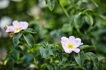 Beautiful spring briar twig (dog rose or rosehip), it can be used as a background. White bloom, buds, green leaves