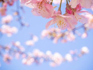 満開になった早咲きの河津桜のクローズアップ