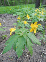 Blooming spring yellow forest anemone on a blurry background