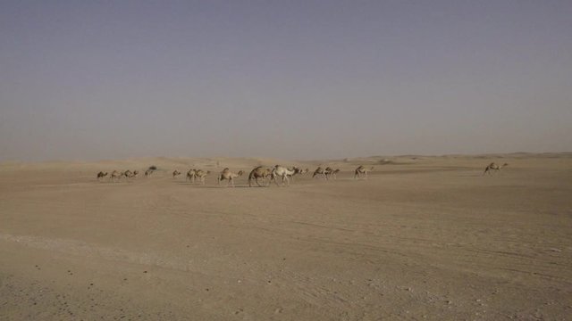 Camel herd in Dubai dessert