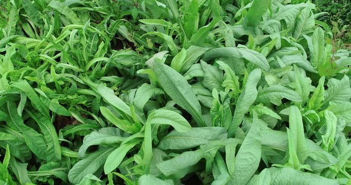 Aerial view of green asparagus lettuce growing at vegetable garden  