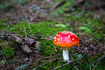 Toadstool in the forest between Laub and Moss in Schoeneck in the Vogtland in Saxony.