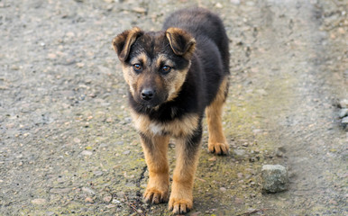 Beautiful abandoned dog. Puppy. Stray dog on the street it looks at the one who will adopt it