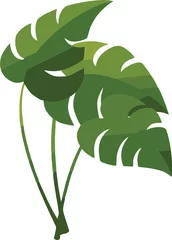Fotobehang Monstera vector plantenblad klaar om te worden gebruikt in uw professionele projecten