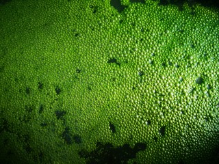 Kahmhaut - grüne Algen Bläschen