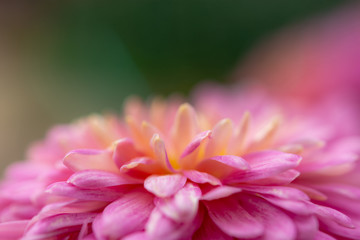 Pink chrysanthemum petals close-up; natural floral pink background