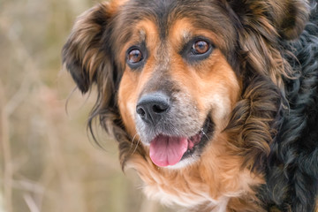 Fototapeta premium Portrait of a beautiful shepherd dog with a protruding tongue close up in the woods
