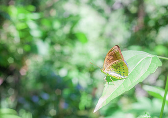 Common earl tropical butterfly in spring garden, side view