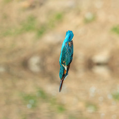 Kingfisher in flight with a fish in its beak flying towards its innkeeper