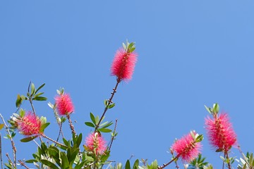 Red bottle brush flowers on a blue sky background