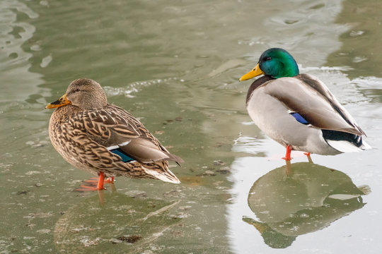 green-headed duck and a gray duck stand in the water