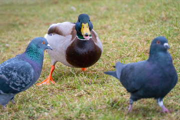 duck with a green head among two pigeons on the grass