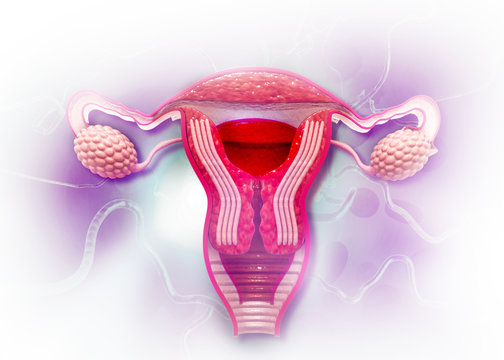 Anatomy of female reproductive system. 3d render.