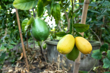 lemons on the tree