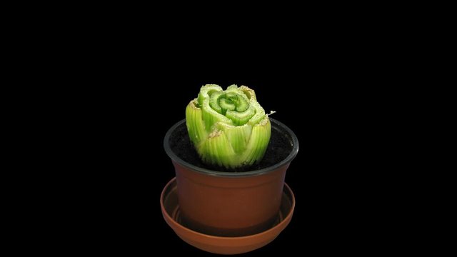 Time-lapse of drying and growing Celery vegetable (Apium graveolens var. Rapaceum) 1b4 in 4K PNG+ format with ALPHA transparency channel isolated on black background