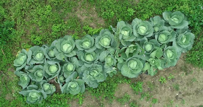 Aerial view of green lettuce growing at vegetable garden  