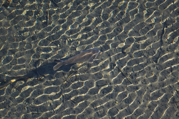 Fototapeta na wymiar 透明な波紋と鯉