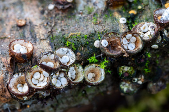 Crucibulum laeve, small mushrooms like bird nests.