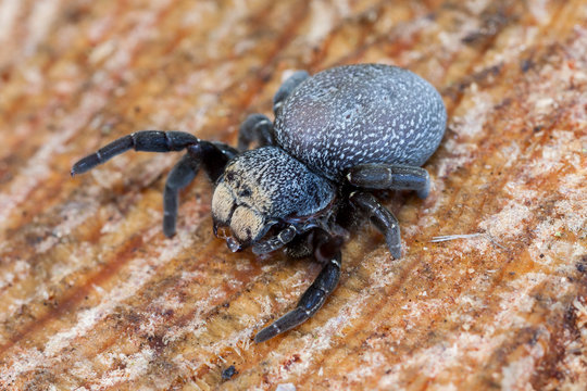 Spotted female jumping spider, Eresus cinnaberinus, on a pine log.