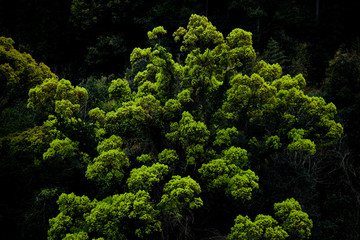 Naklejka premium 森林の若葉