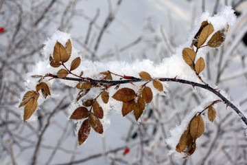 A tree sprig in the snow