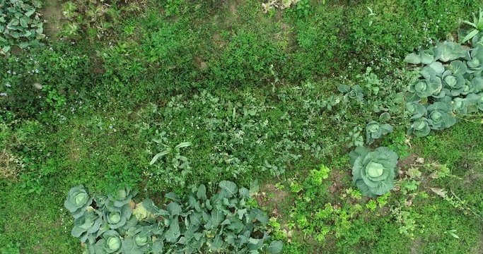 Aerial view of spring vegetable garden  