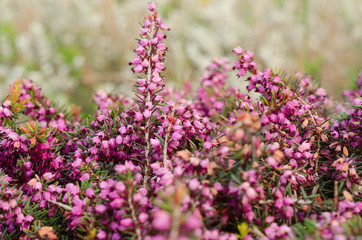 Beautiful purple heather cover in a field full of spring sunlight. Soft focused natural seasonal background