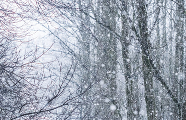 Fairytale fluffy snow-covered trees branches, nature scenery with white snow and cold weather. Snowfall in winter park
