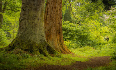 Two sequoia in a scottish forest