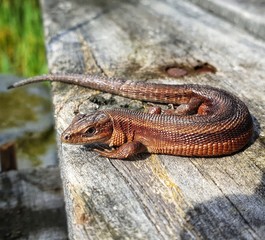 Closeup shot of a brown alligator lizard