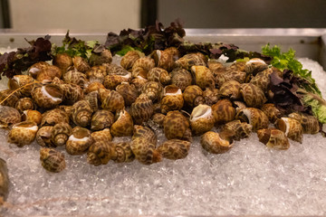 fresh spotted snail for sale at a fish market