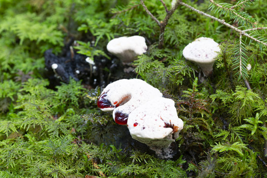 Bleeding tooth fungus, Hydnellum peckii growing among moss