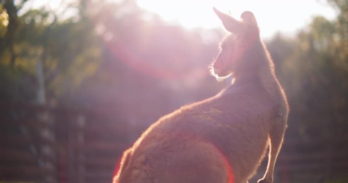 Behind shot of an eastern grey kangaroo at sunset, with beautiful cinematic sun flares. BMPCC 4K