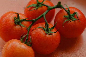 fresh tomatoes in hands. Red tomatoes on a branch with drops of water close-up lie on the table. Concept: agriculture, tomato, nature