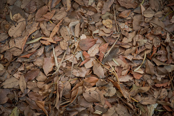 Dry Leafs