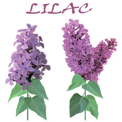 two sprigs of lilac on stems with leaves isolated on white background