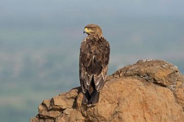 Birds, Eagles, Location, Raptors, Saswad, Tawny Eagle, Aquila rapax