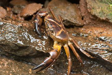 Ground crab, Mulshi, Maharashtra, India
