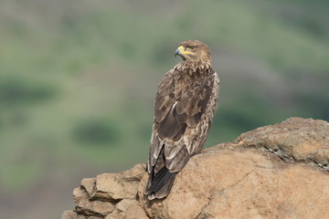 Tawny eagle, raptors, Saswad, Maharashtra