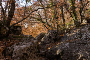 Horizontal natural background of autumn forest