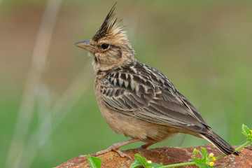 Crested Lark, Galerida cristata, Saswad, Maharshtra, India