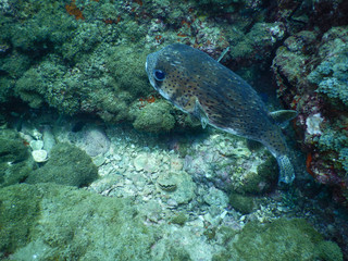 Pufferfish © RealityImages