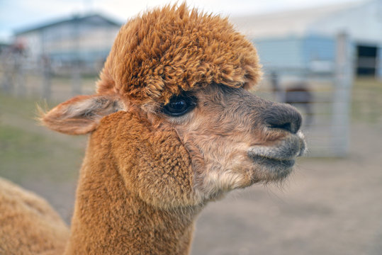 portrait of a alpaca