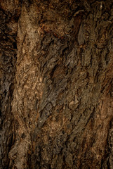 Bark of a tree