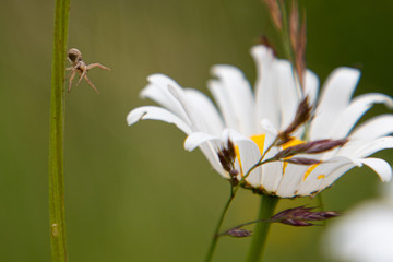 A delicate spider climbing down a flower stem with flowers and grass in the background