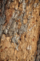 texture of bark of a tree
